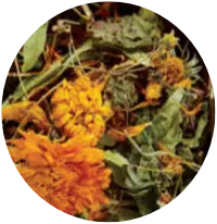 Plantes
